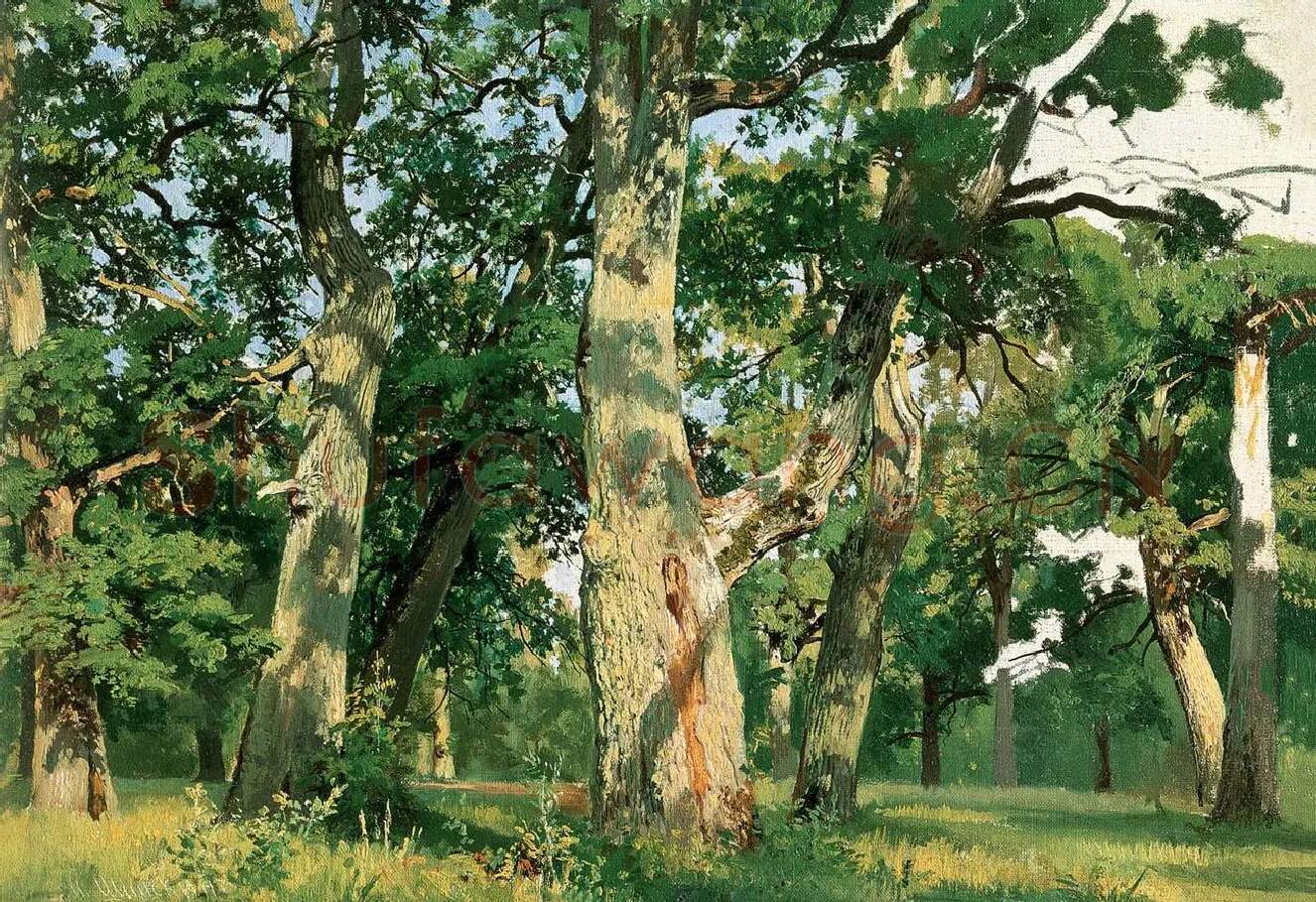 希施金写实油画风景 阳光下的橡树林高清图片