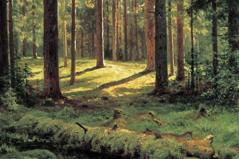 希施金森林风景画《针叶林》局部  (2)