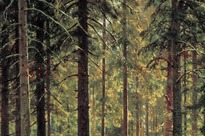 希施金森林风景画《针叶林》局部  (3)