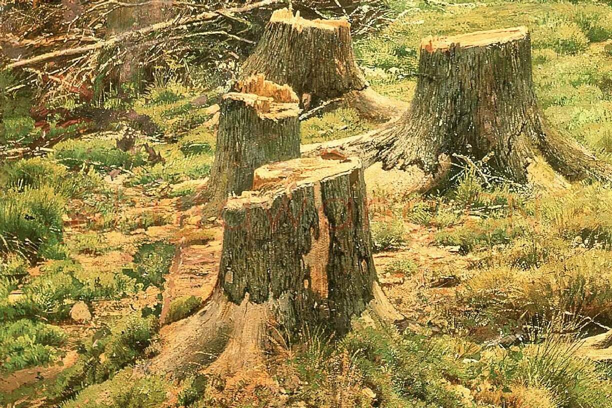 希施金油画《针叶林》森林风景局部 (1)