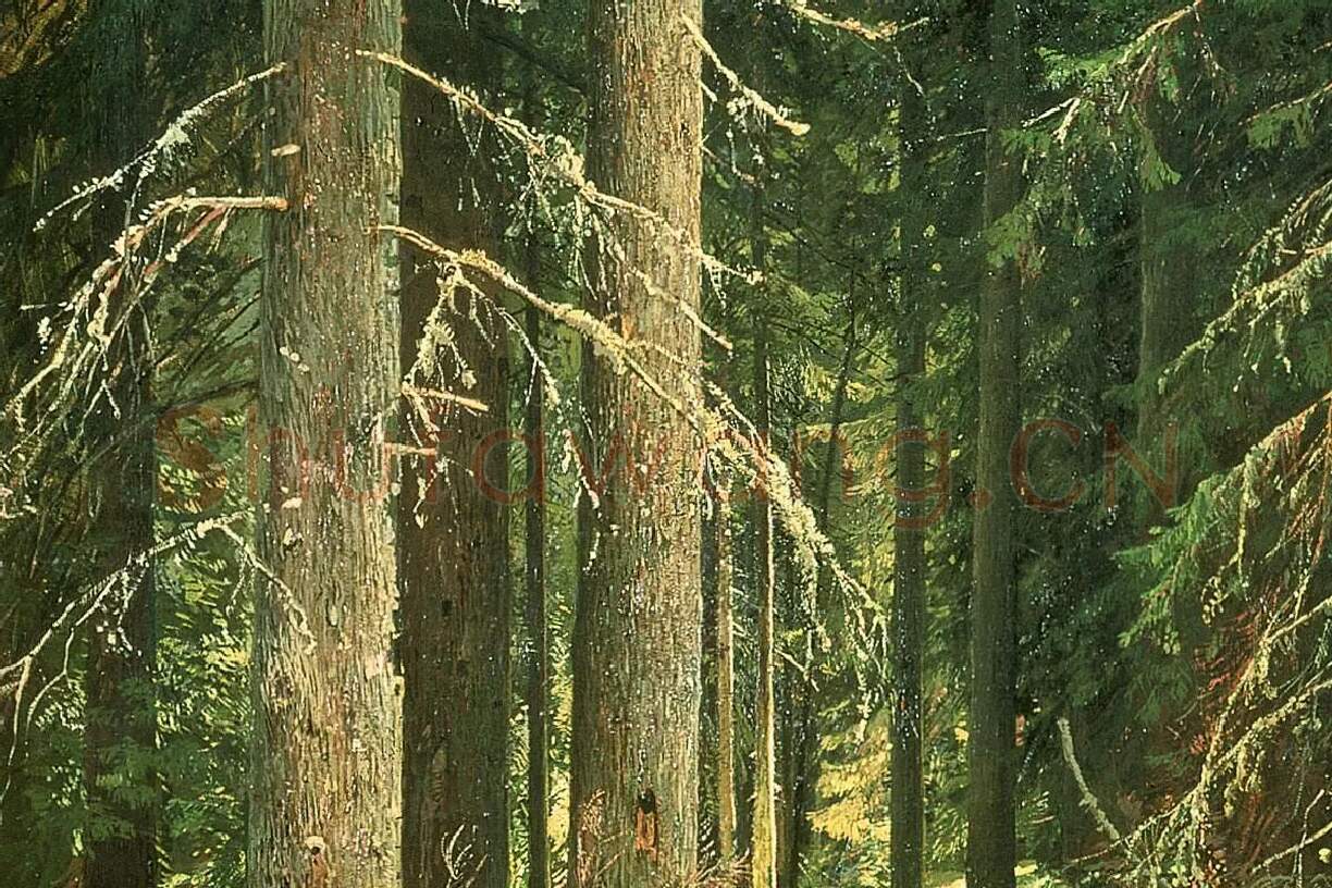 希施金油画《针叶林》森林风景局部 (4)