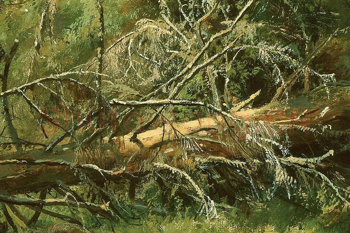 希施金森林风景画 树与树桩局部 (2)