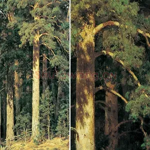 希施金油画作品 森林松树风景
