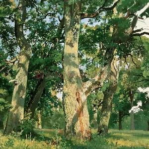 希施金写实油画风景  阳光下的橡树林