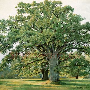 希施金油画橡树风景《草地上的橡树》
