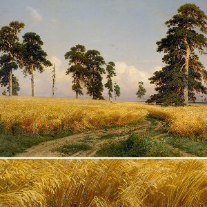 希施金《麦田》油画风景