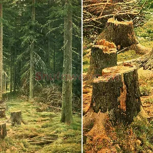 希施金油画《针叶林》森林风景